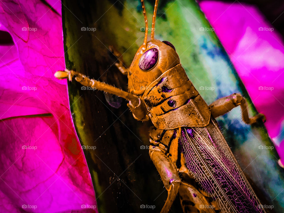 Lisa Frank style grasshopper abstract