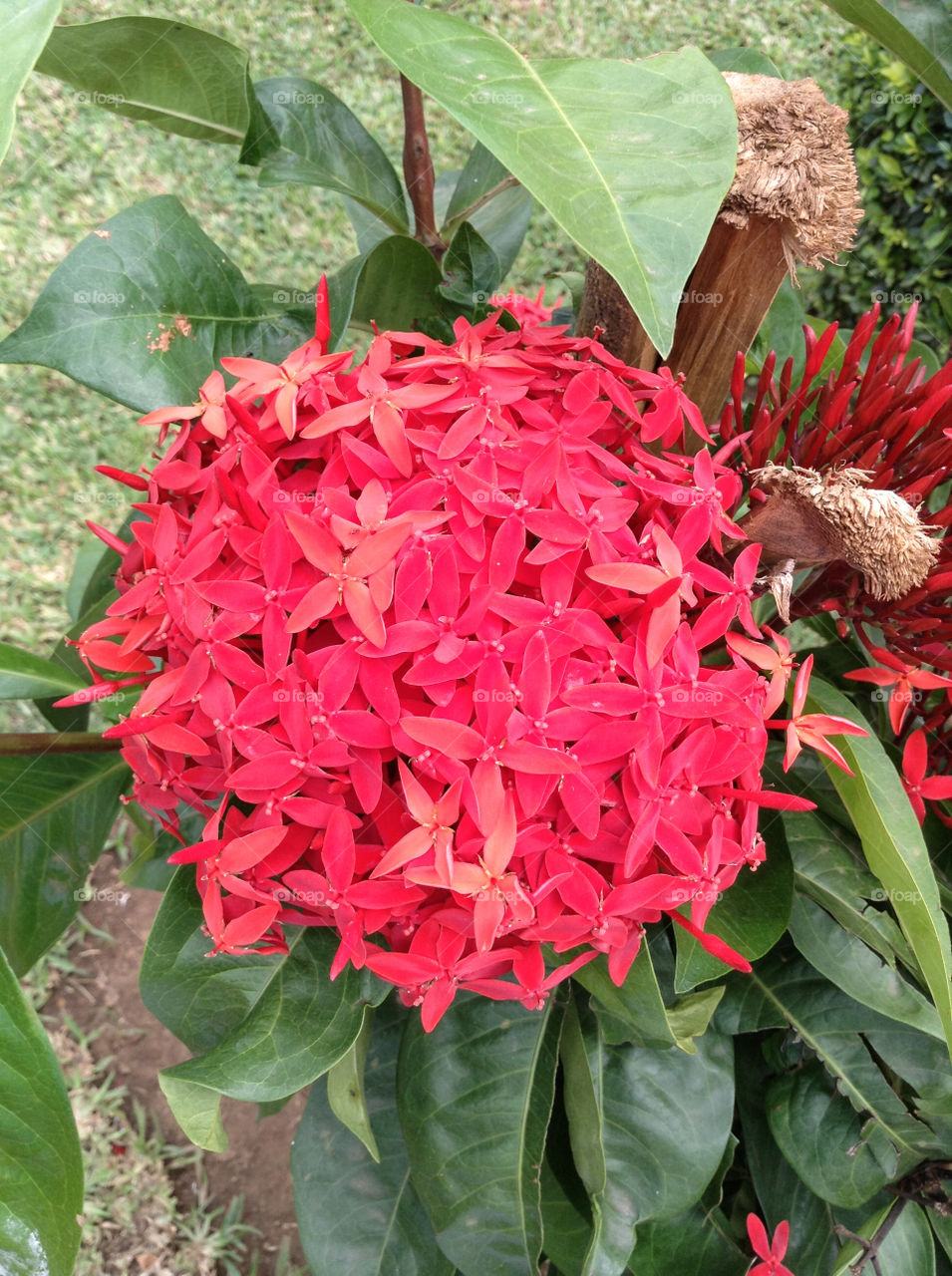red flora