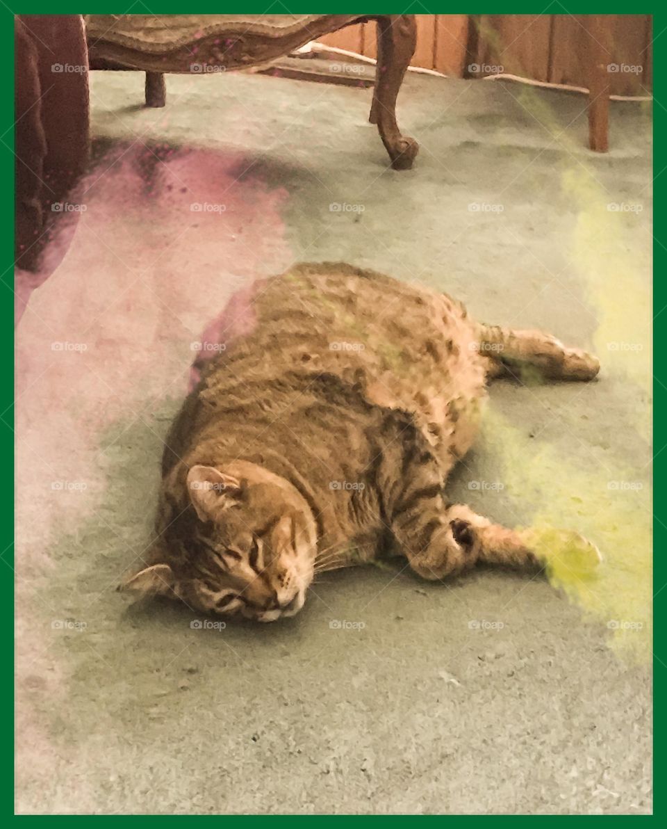 A chubby household cat named Kitty. The powerful smell of smoke grenades has brought the sensitive animal down to the floor.