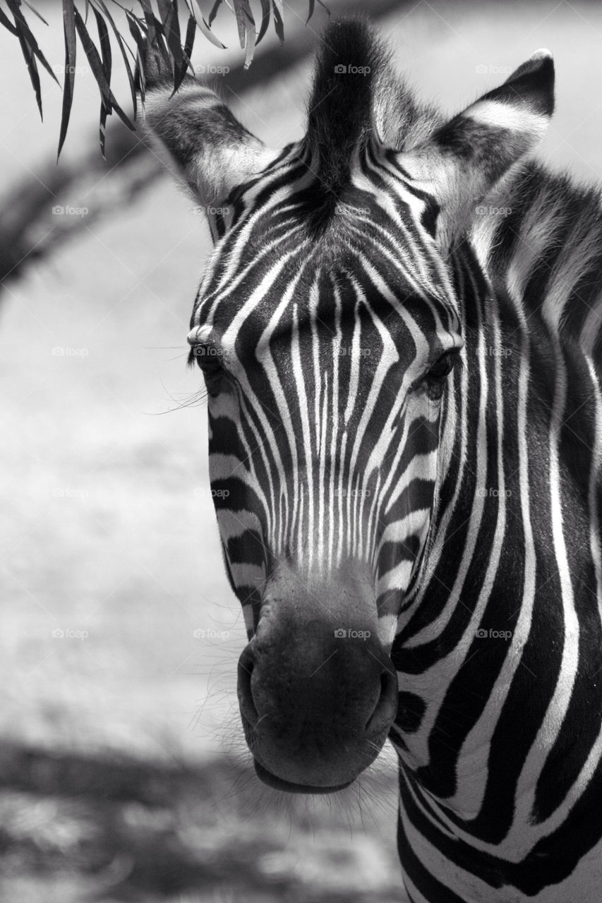 Close-up of zebra