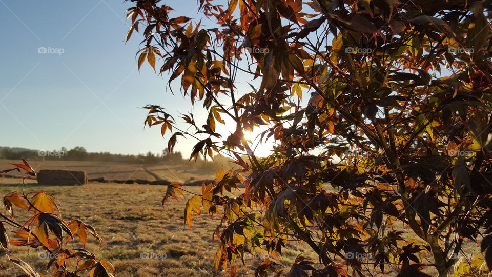 autumn