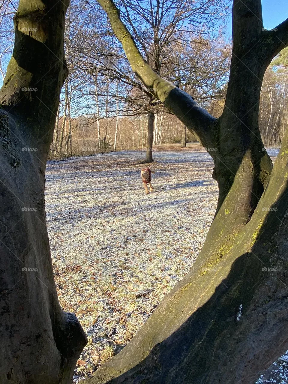 Winterspaziergang mit Hund, frostiger Boden, durch Astgabel fotografiert 