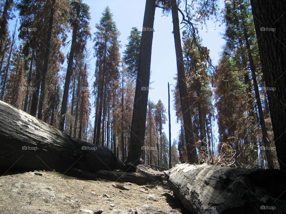 Fallen trees in forest