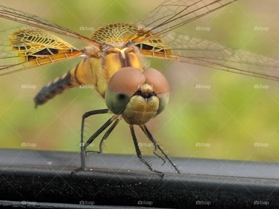 dragonfly in your face