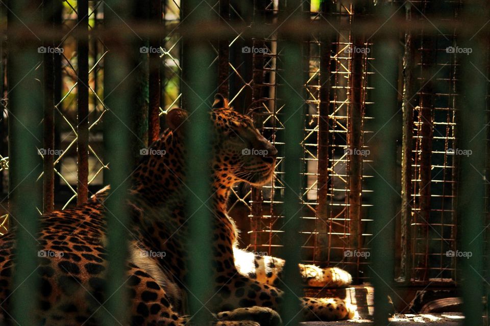 leopard in the cage