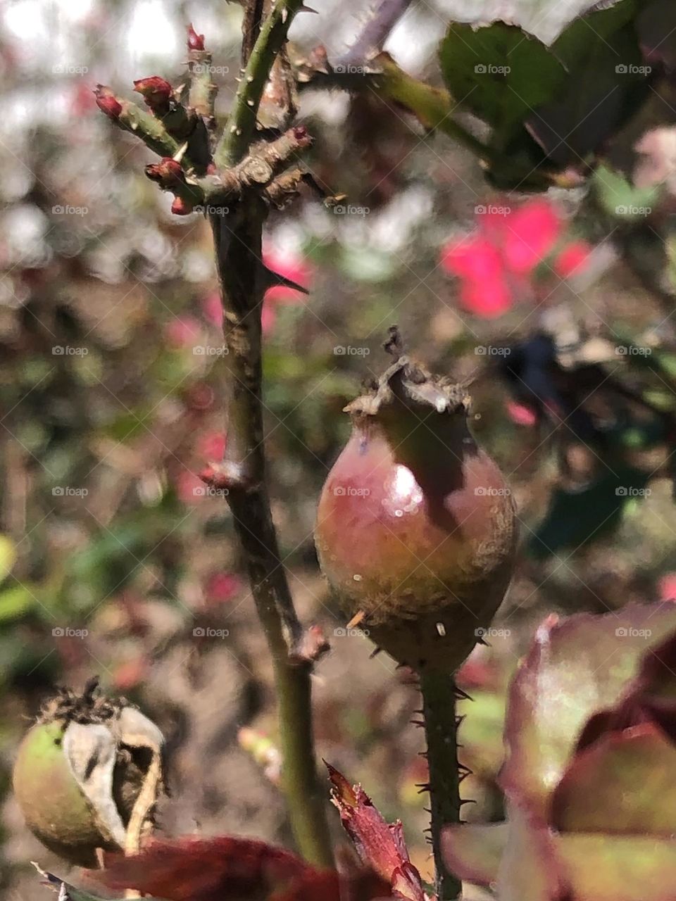 Beautiful rose bud ready to bloom… but not sure if it will. Winter was harsh this year at the bay house in Texas, so hopefully it will bloom!