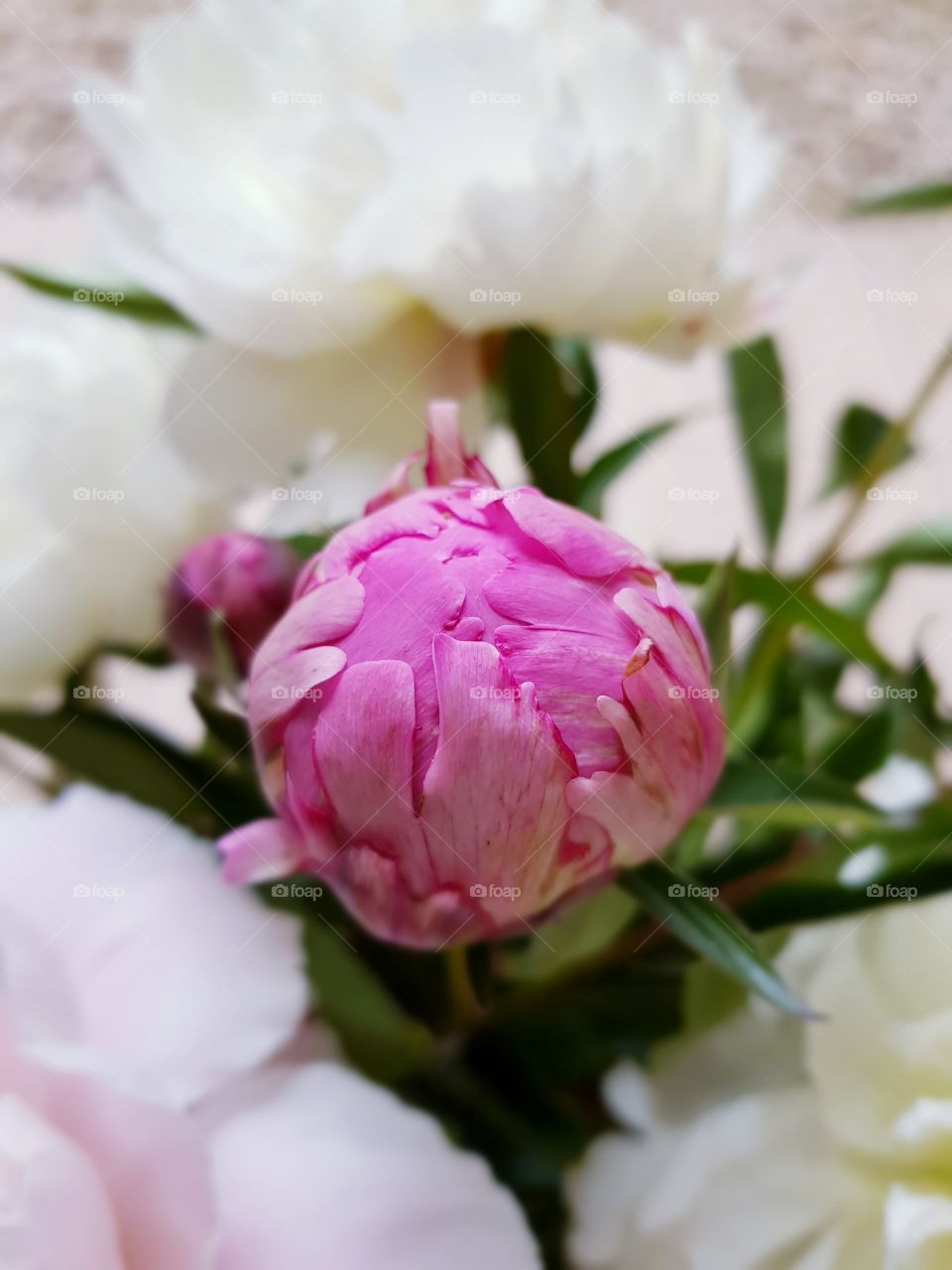 Peony flower