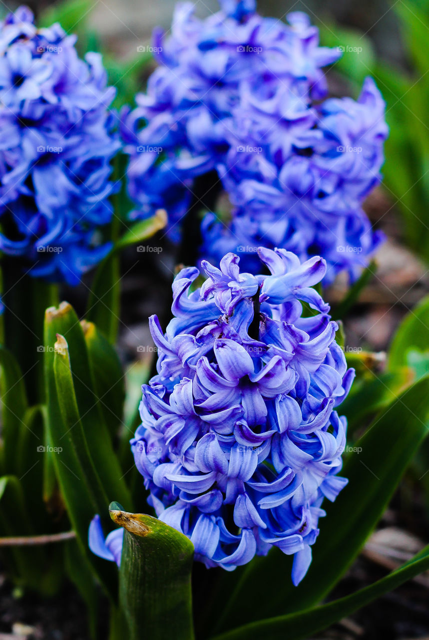 spring flowers blue purple