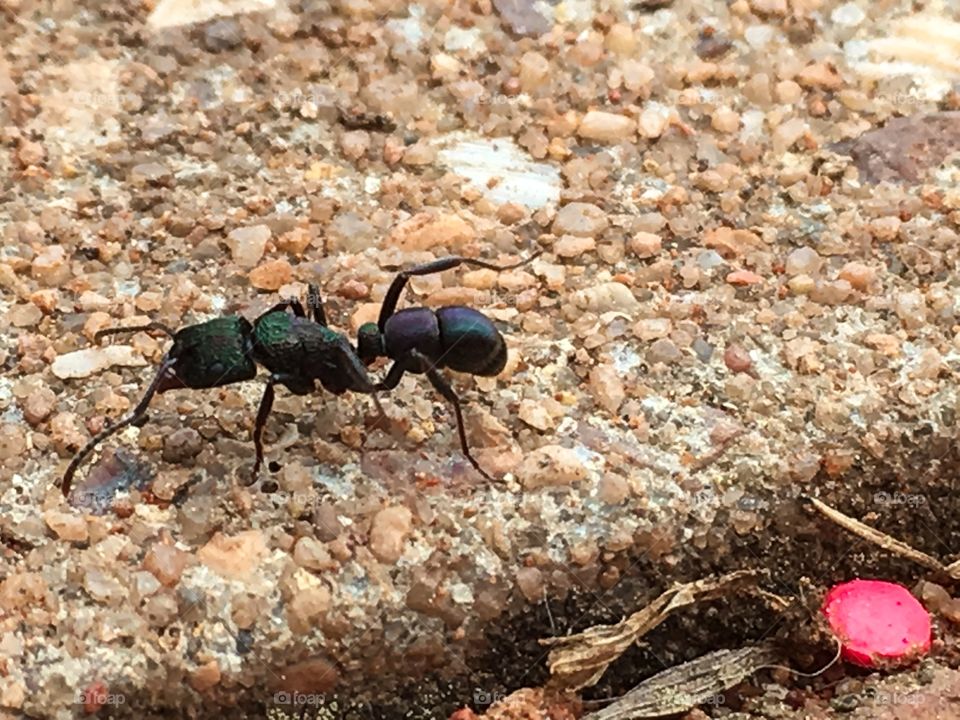 Working worker ant with pincers closeup