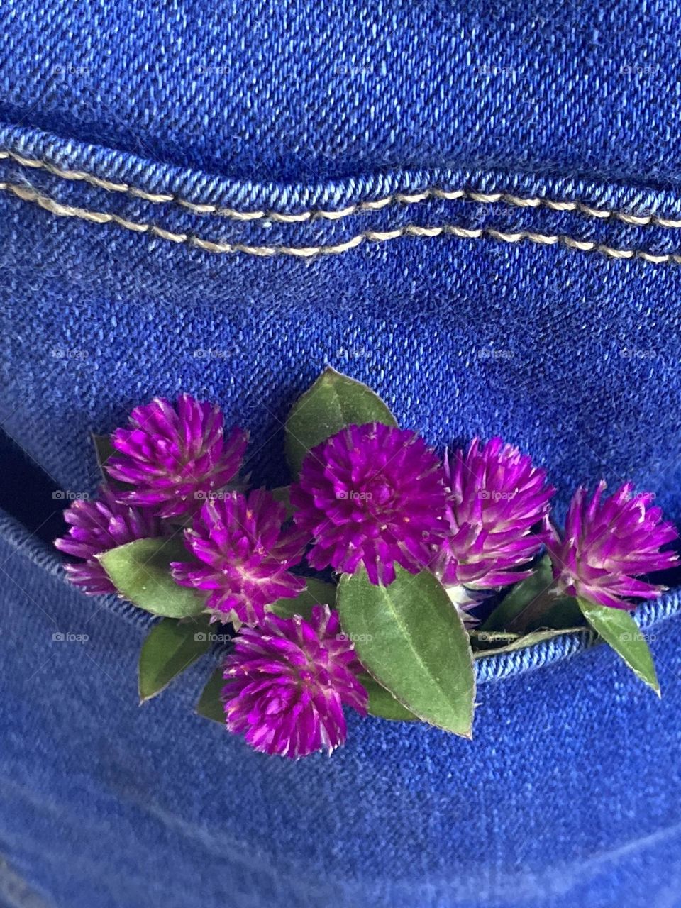 Flores pink de perpétua com algumas folhinhas verdes dentro do bolso da calça jeans azul claro.