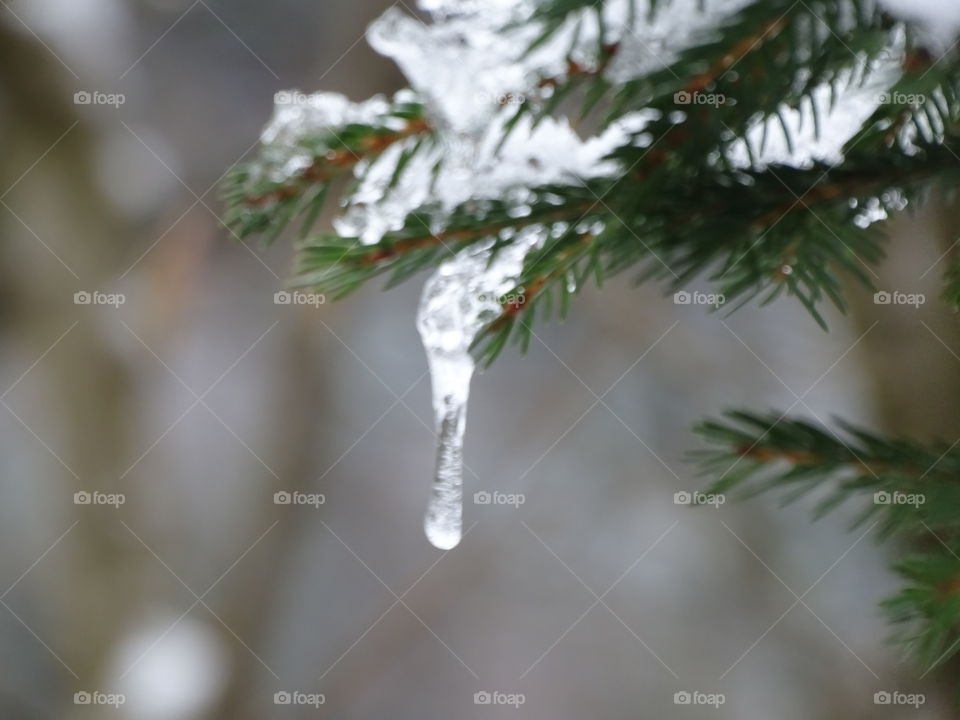 Schwarzwald in Winter