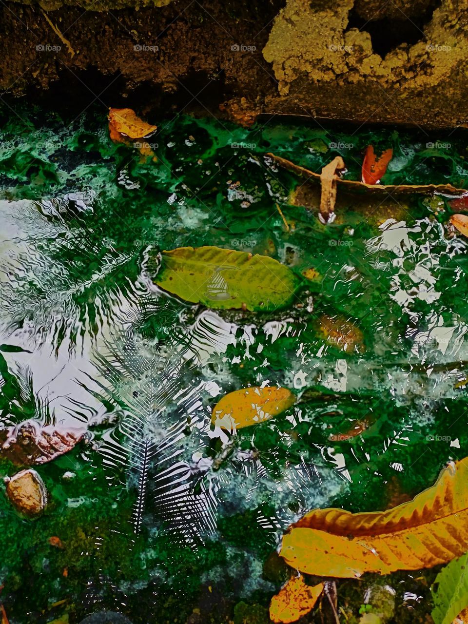 Multicolored leaves turn yellow and dry at the puddle background