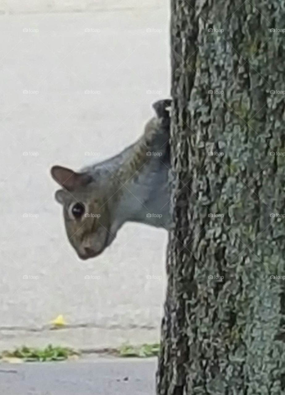squirrel peeling from behind a tree