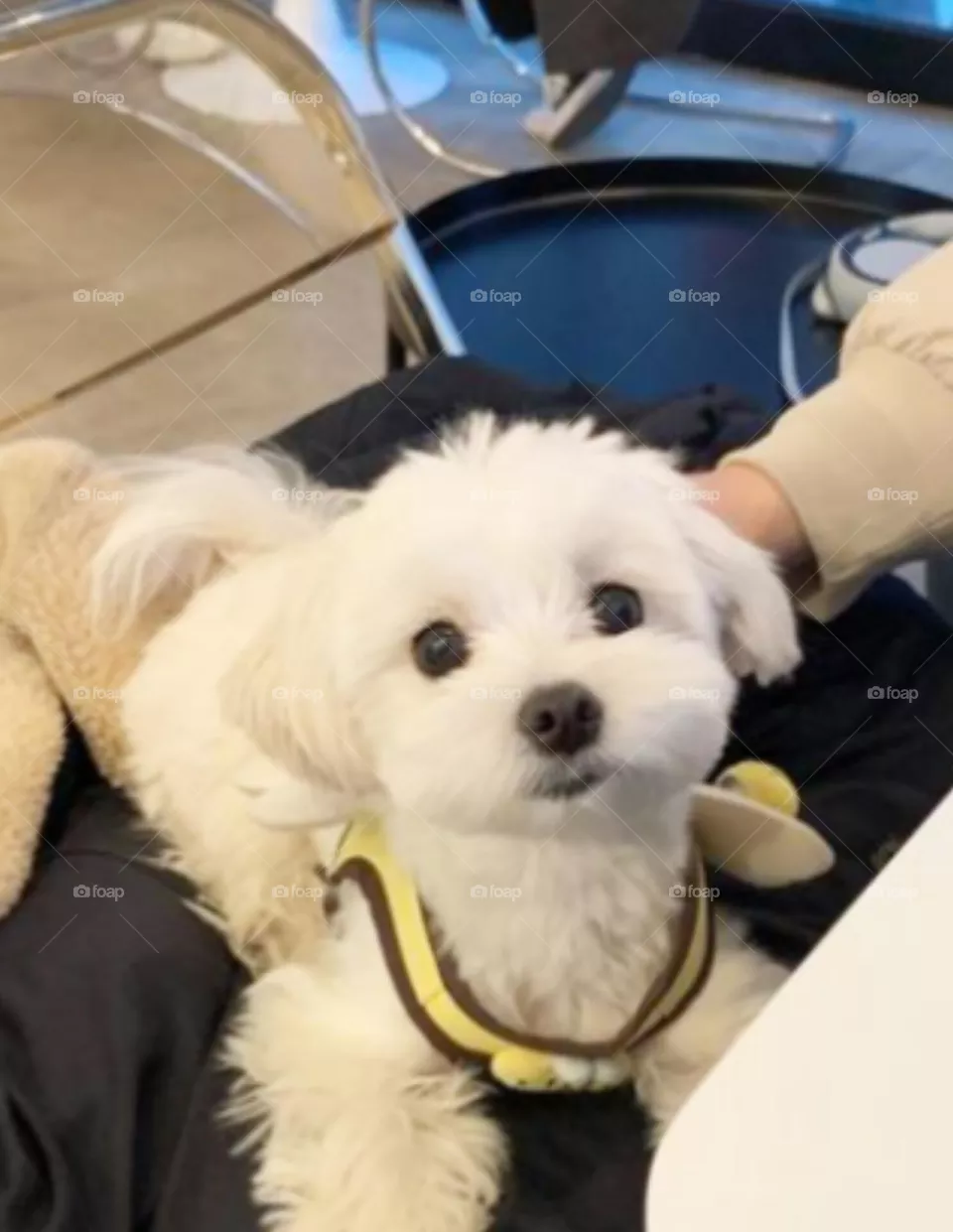 🐕