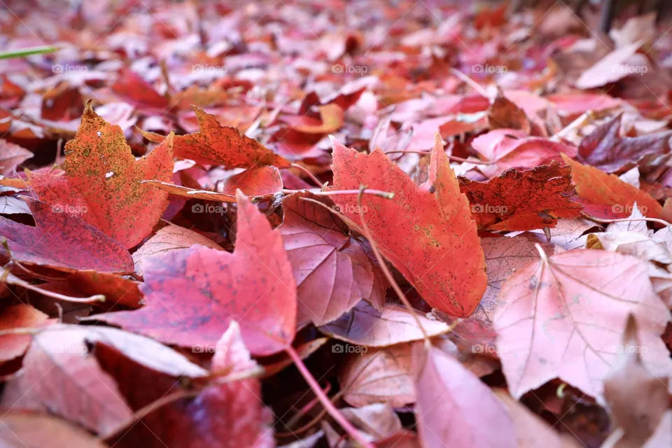 Fall foliage 