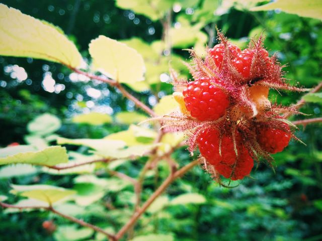 Raspberries. Grow