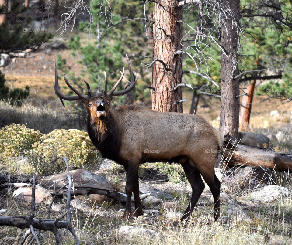 Elk