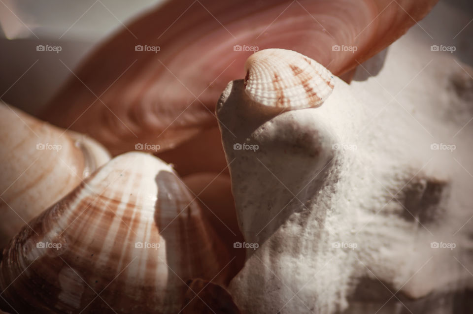Soft pink seashells background vintage dream conceptual photography 