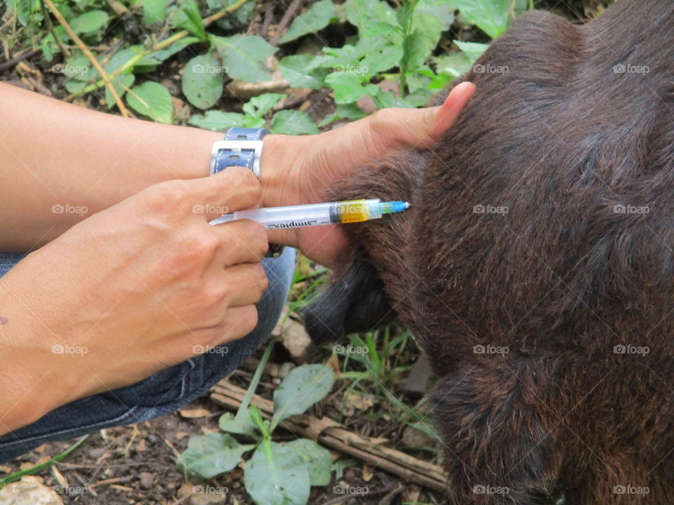 veterinary injecting