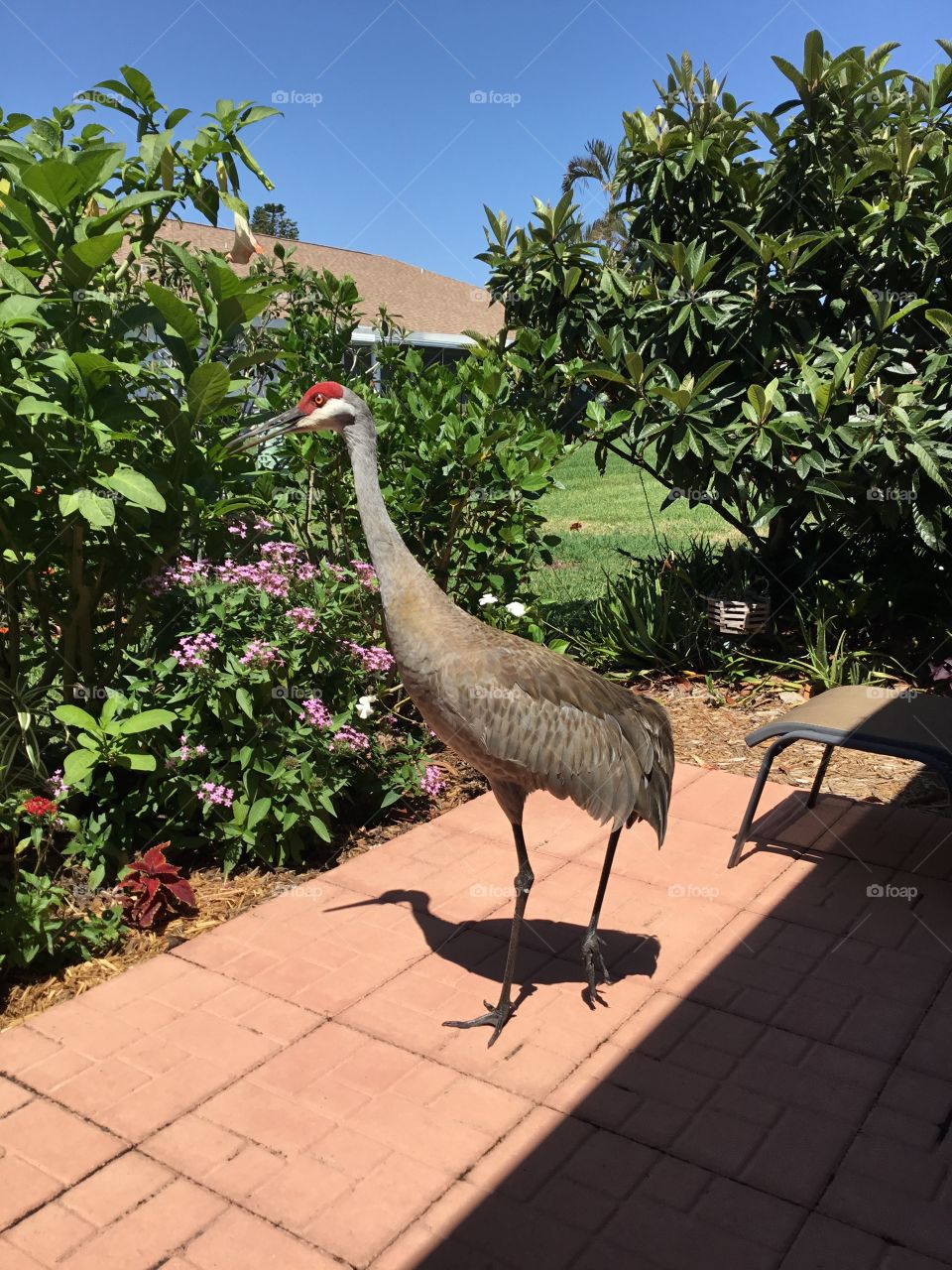 Sand Hill Crane Wildlife