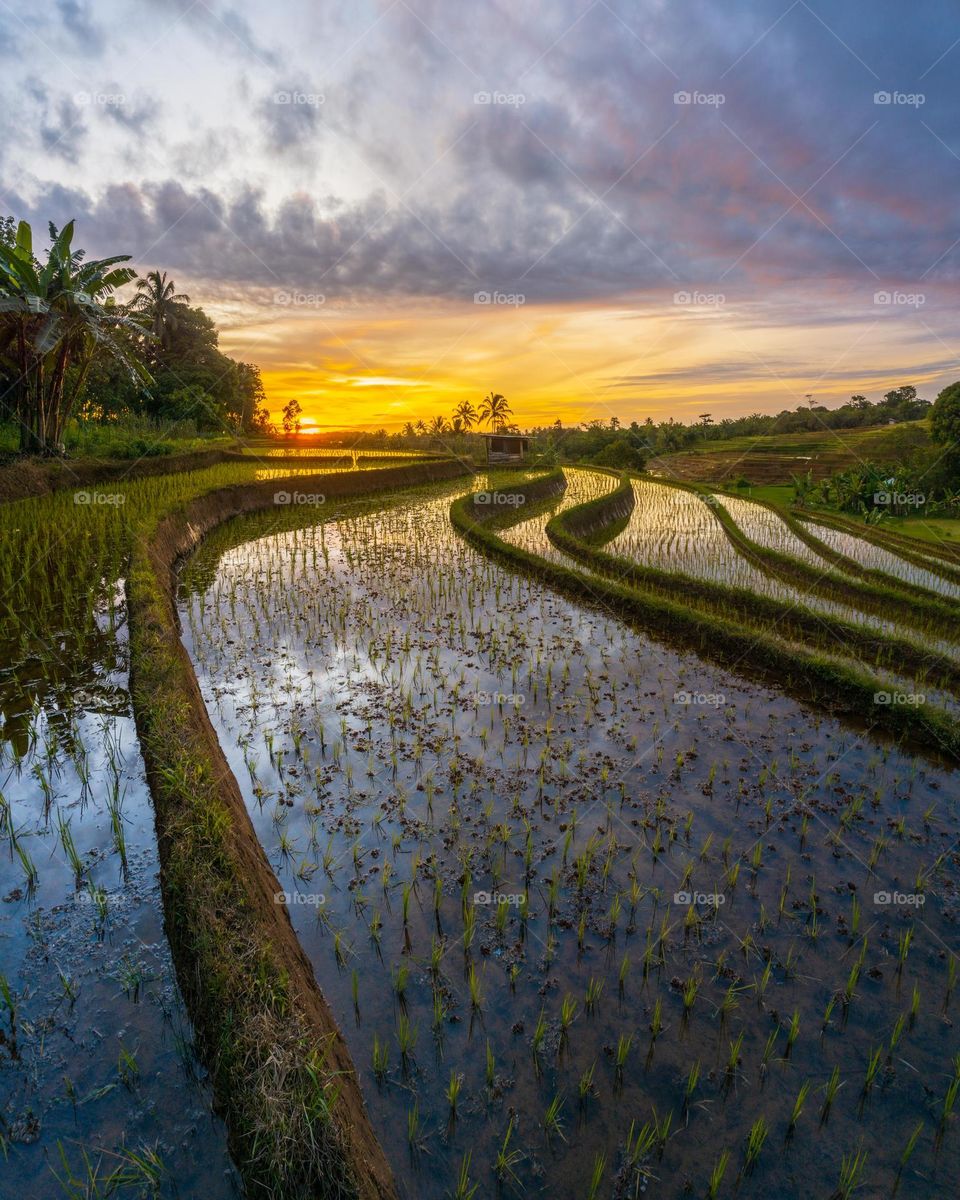 Sunset at rice fields terrace