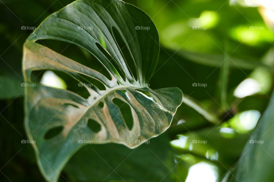 Big green leaf