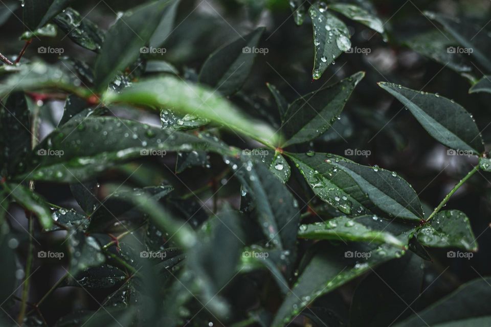 Morning dew on green foliage.