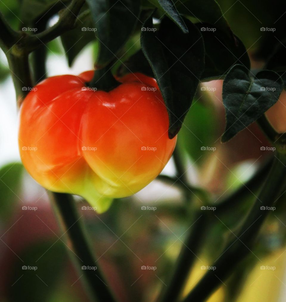 close-up of red pepper growing on tree