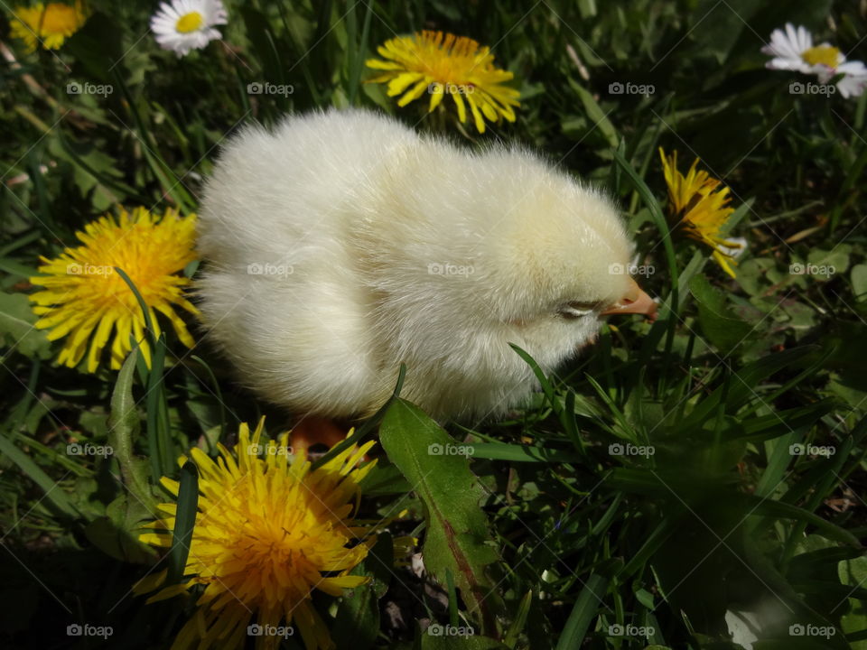 yellow chick between dandelions