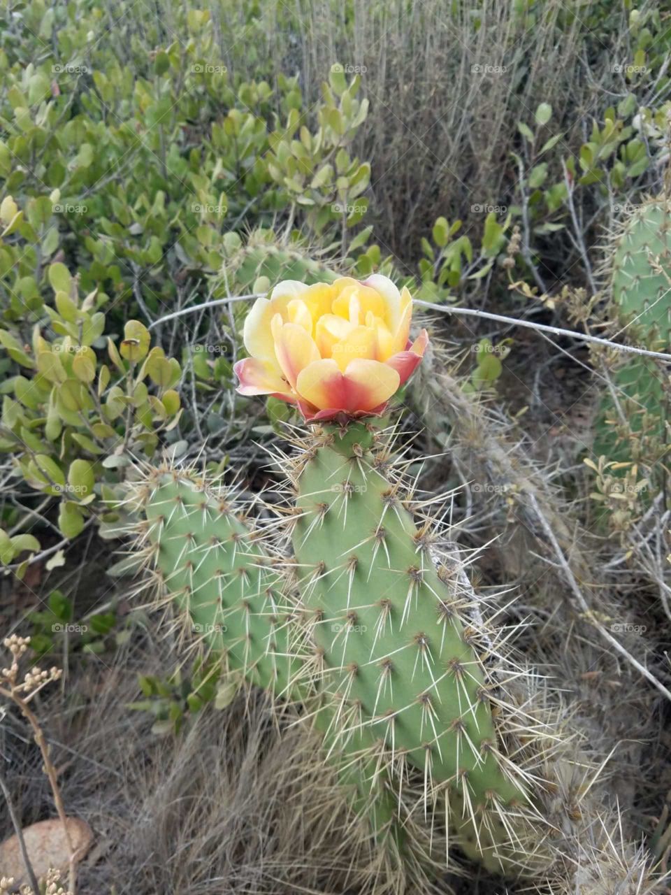 Prickly Pear Cactus