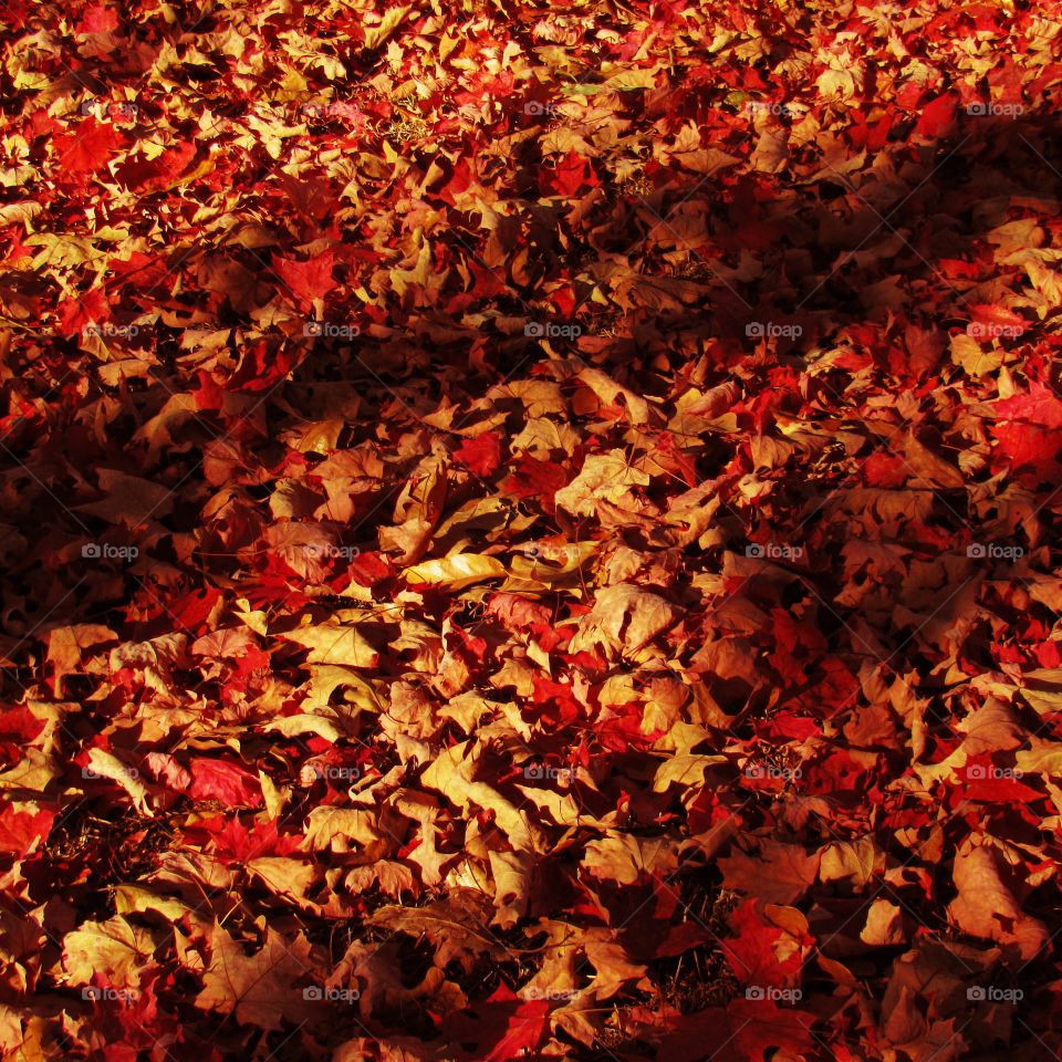 Dry autumn Leaves