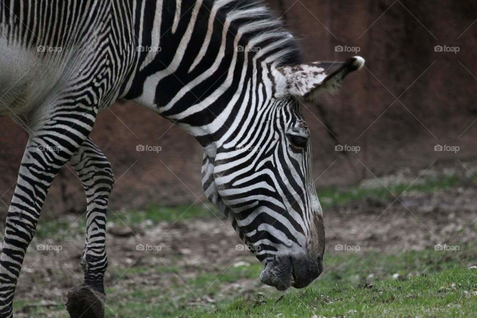 Zebra Eating