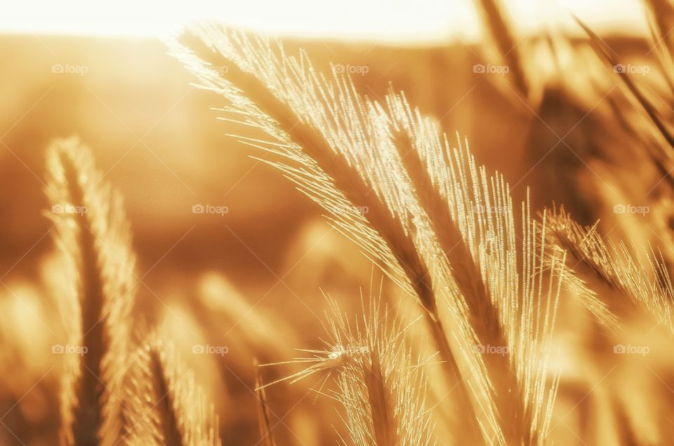 Wheat
