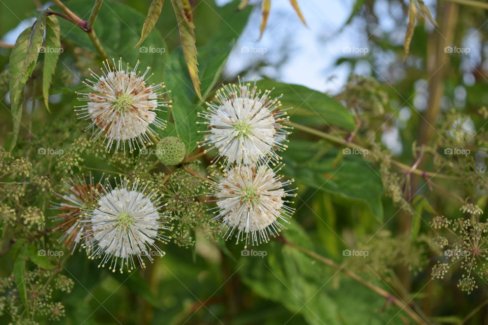 Close-up of white flower