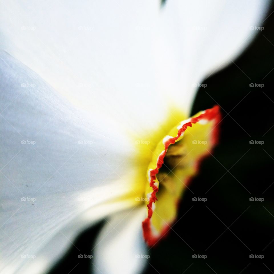 Flower, Blur, Nature, Dof, Love