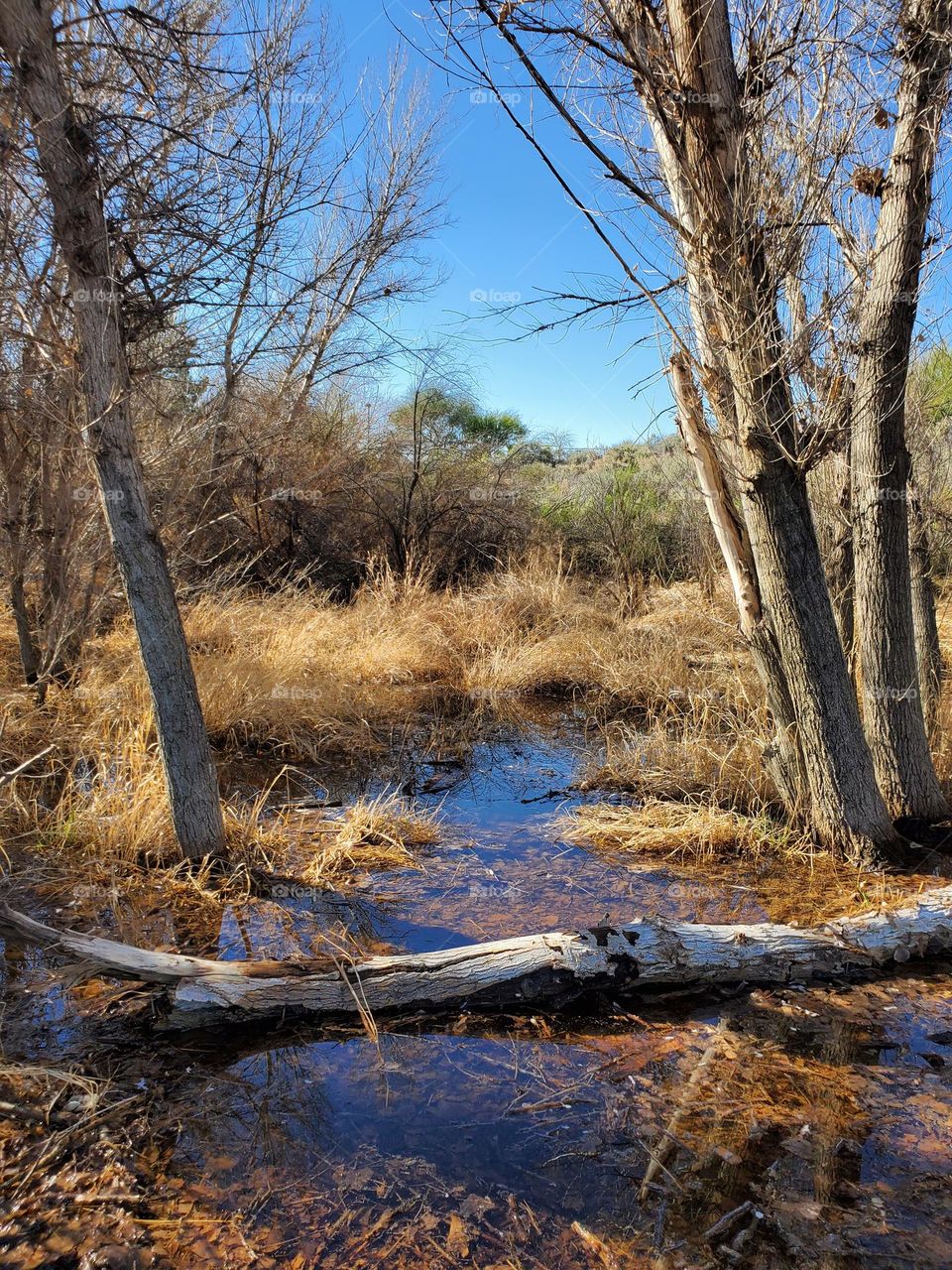 Wetlands in an Arizona Winter