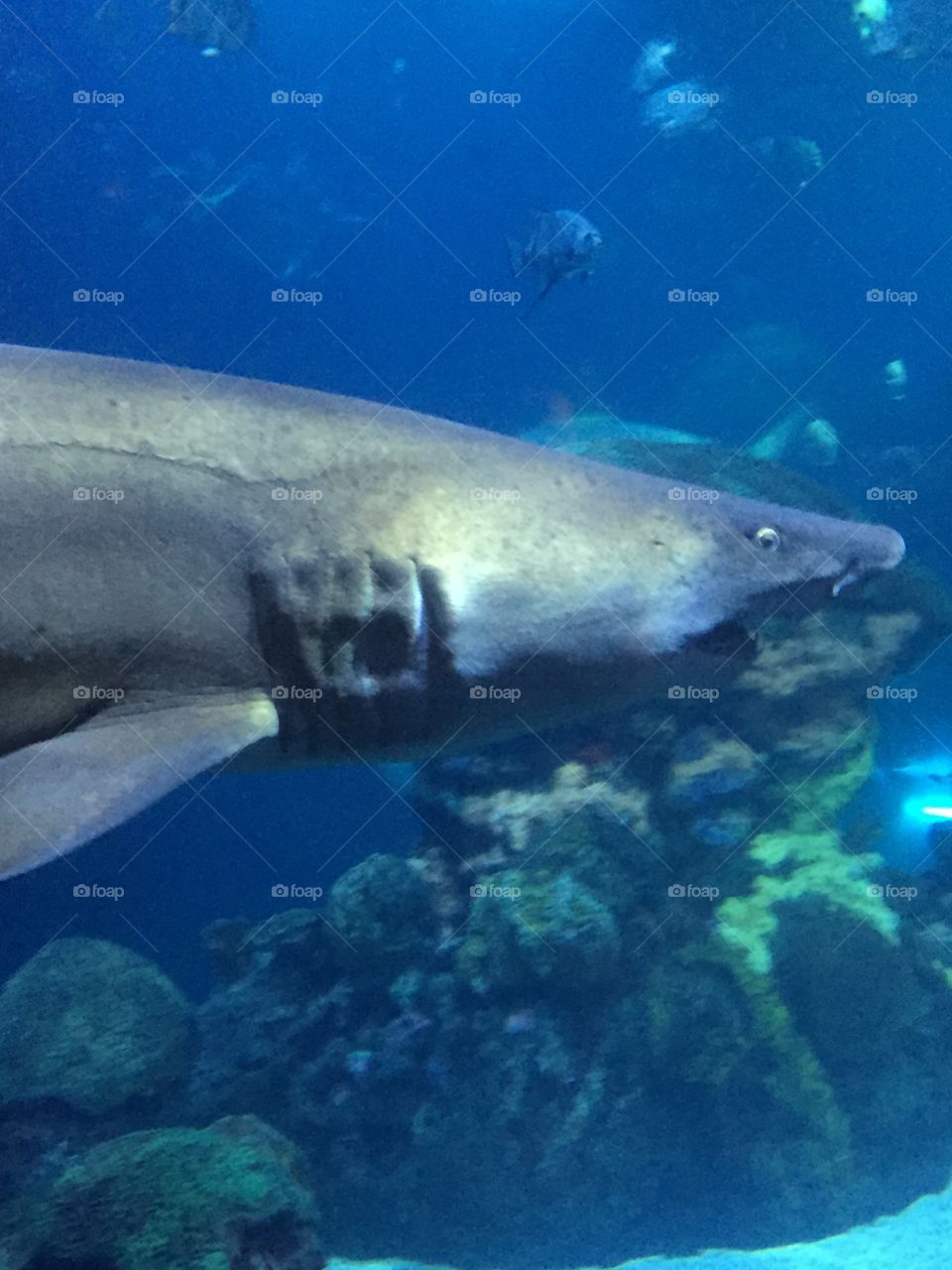 Shark aquarium 