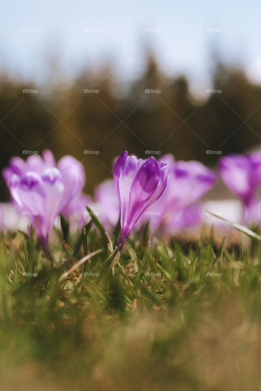 purple crocus field