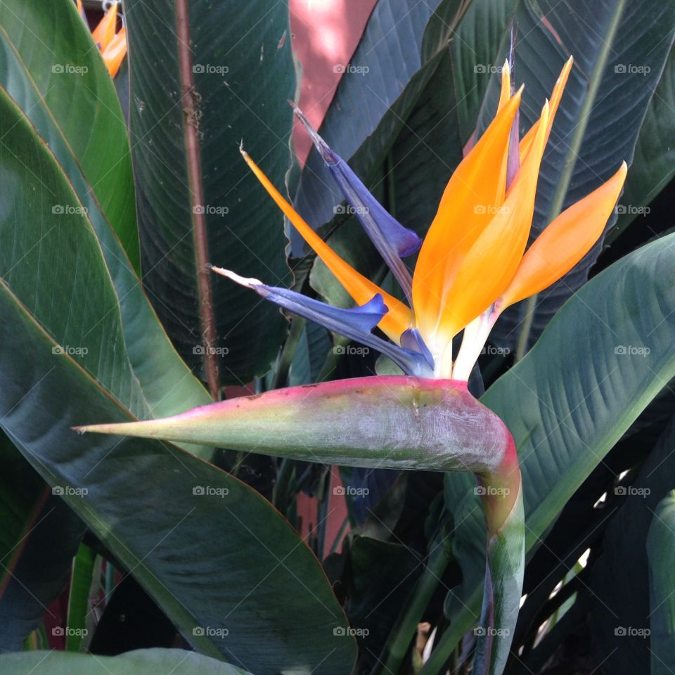 Bird of paradise