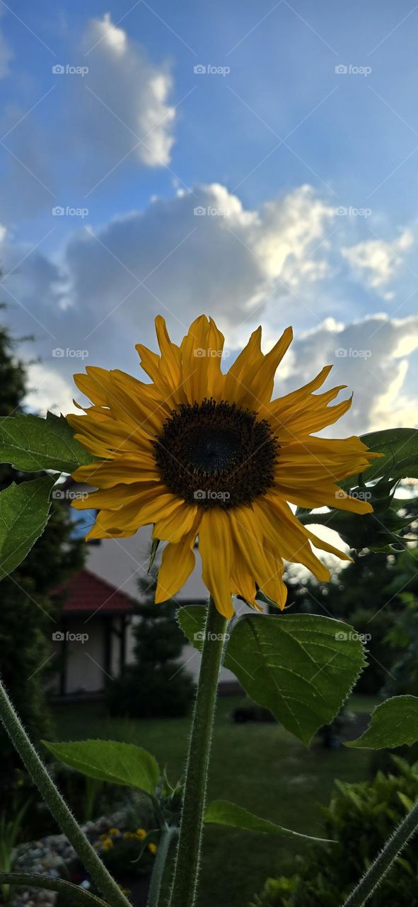 Sonnenblume