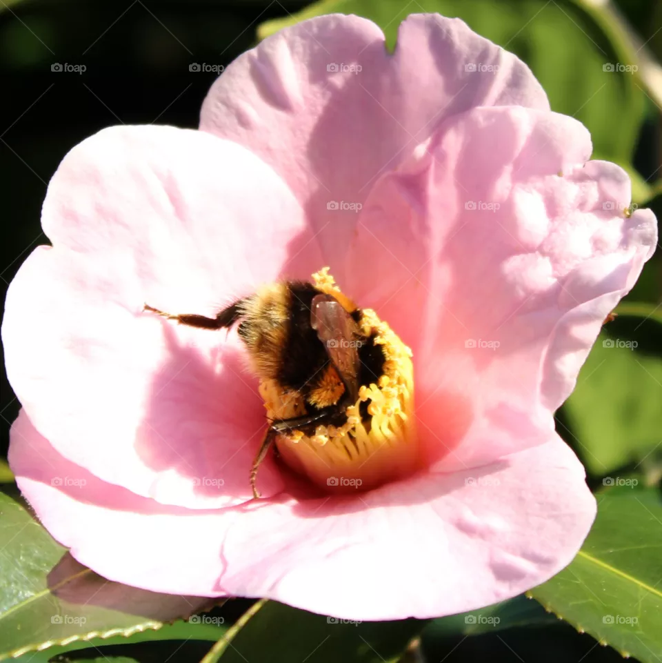 bee