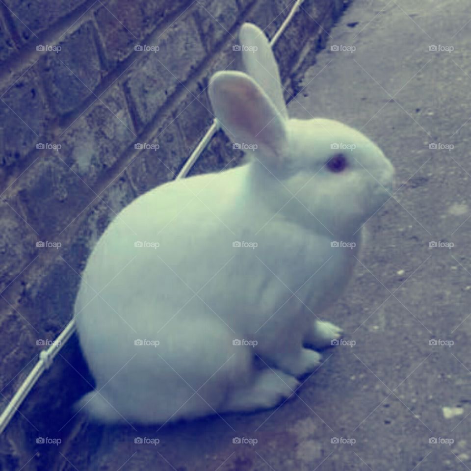 Sweet Rabbit