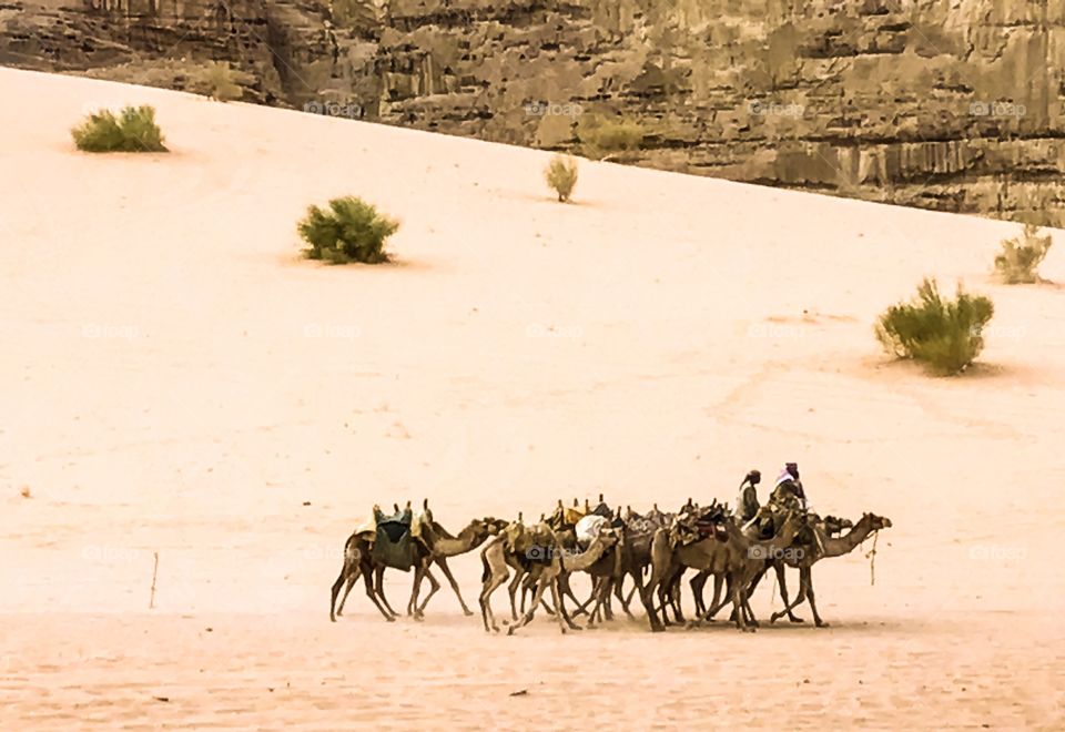 Camel caravan