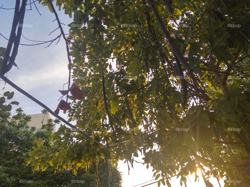 hanging bean, under trees, sky and sunlight in the evening.