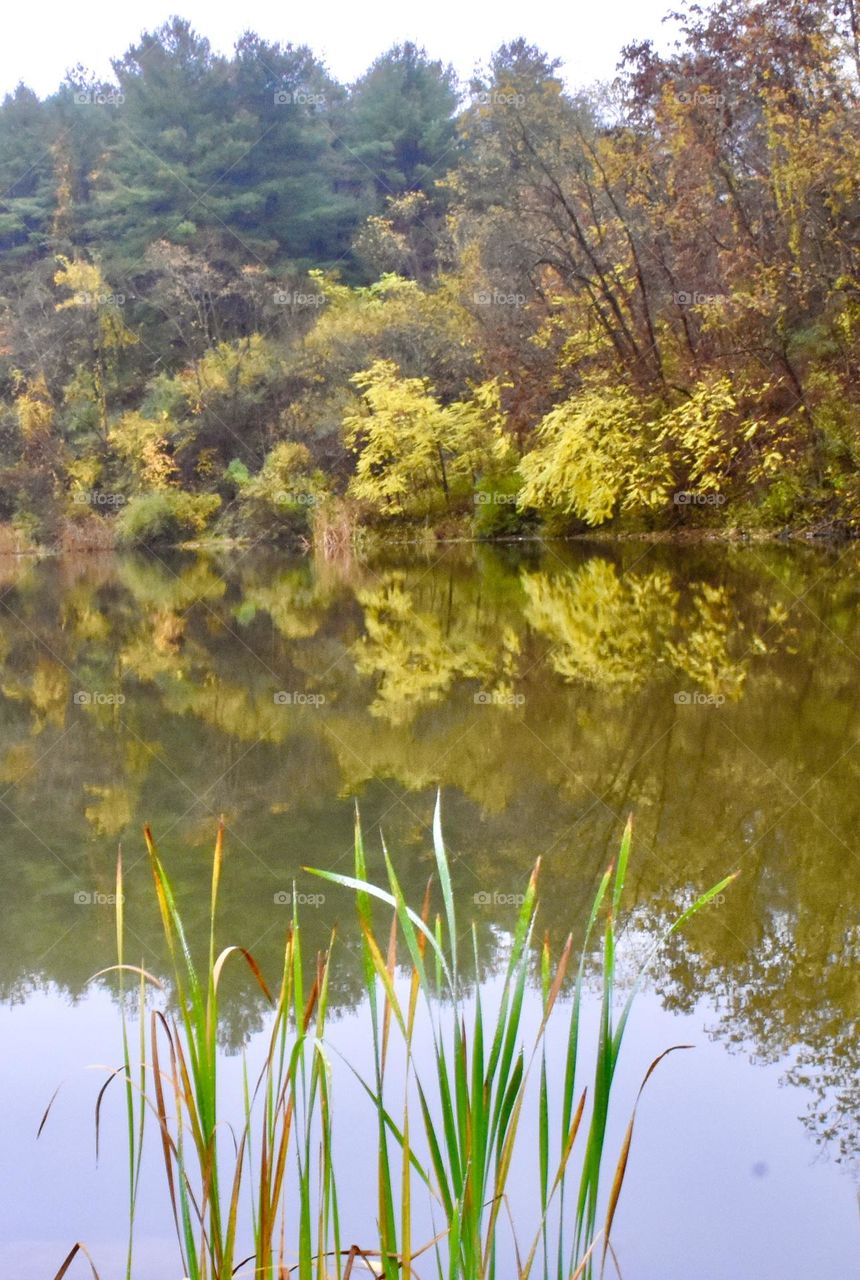 Autumn at a pond 