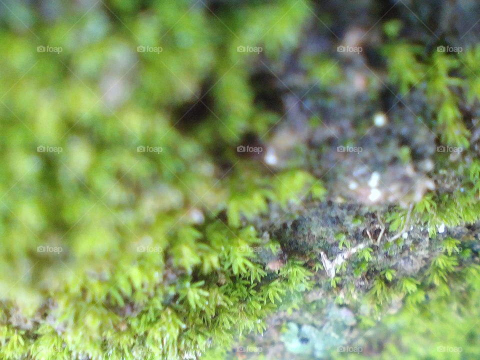 moss blurr