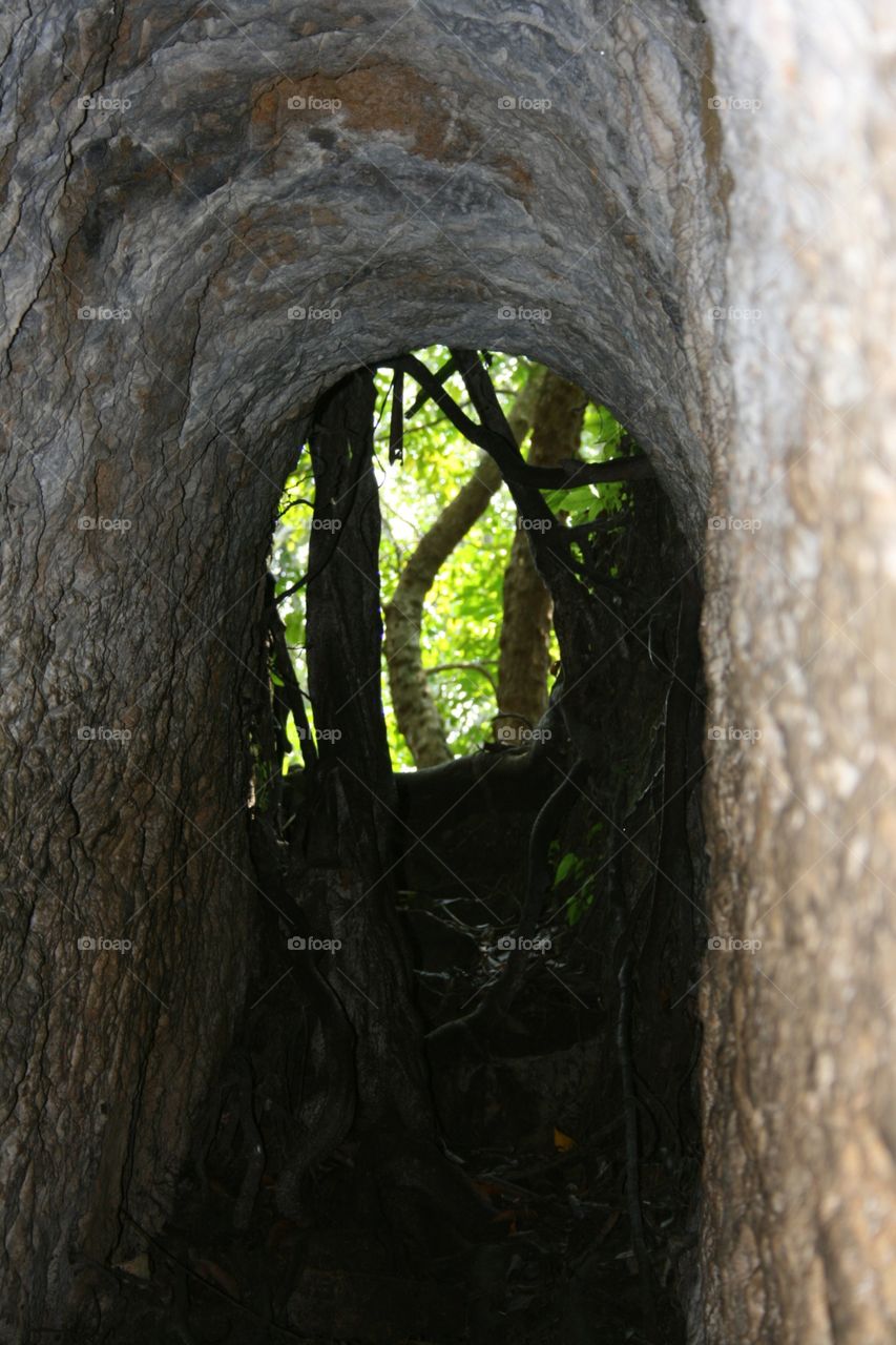 National park. Tunnel