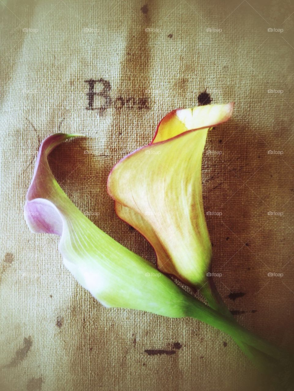 Calla lilies on old burlap