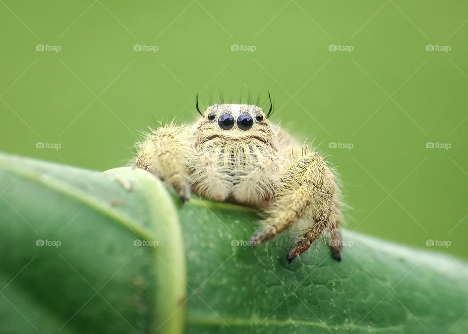Eye Spider