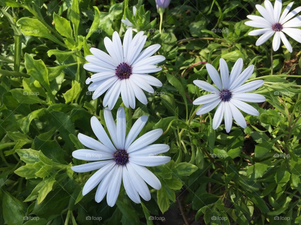 Big daisies